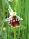 tořič čmelákovitý - Ophrys holosericea