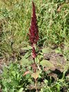 laskavec krvavý - Amaranthus cruentus