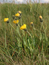 jestbnk zlatoblizn - Hieracium chrysostyloides