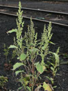 pouva řepňolistá - Iva xanthiifolia