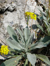 tařice skalní - Aurinia saxatilis