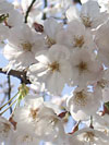 sakura ozdobn - Prunus serrulata