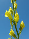 lnice kručinkolistá - Linaria genistifolia