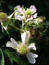 ostružiník dřípený - Rubus laciniatus