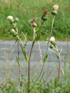 pcháč tatarský - Cirsium × tataricum