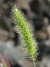 bér zelený - Setaria viridis