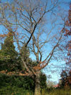 dub erven - Quercus rubra