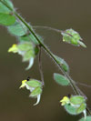 úporek pochybný pravý - Kickxia spuria subsp. spuria