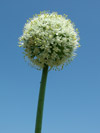 cibule kuchyňská - Allium cepa