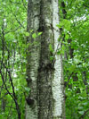 bříza pýřitá - Betula pubescens