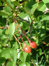 třešeň křovitá - Prunus fruticosa