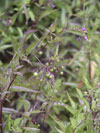 lilek potměchuť - Solanum dulcamara