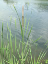 orobinec širokolistý - Typha latifolia